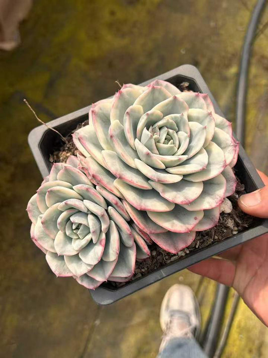 T26453 ピーチス＆クリーム錦