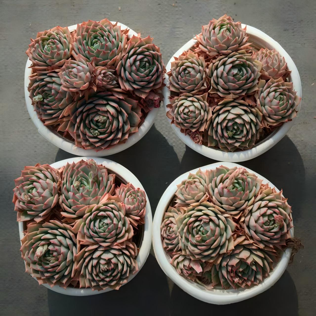 23396 リンドシアナー