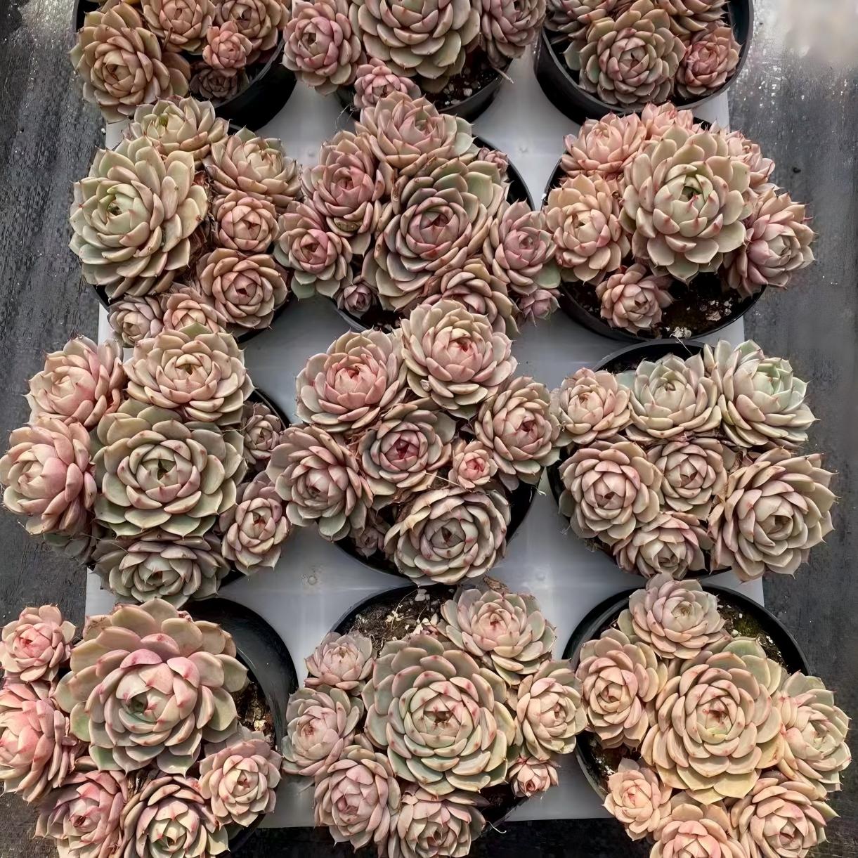 24379 ベンバディス