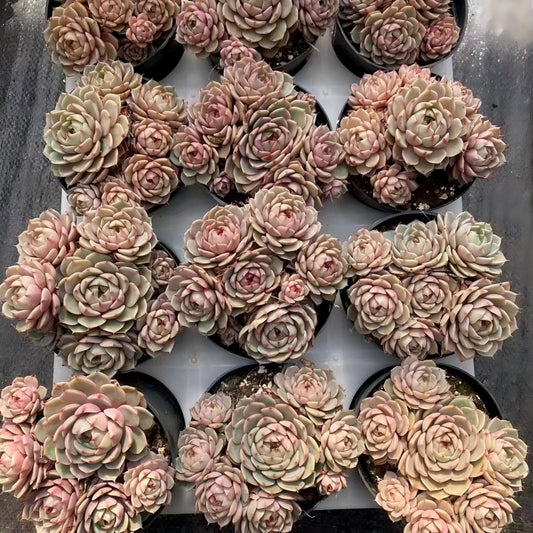 24379 ベンバディス