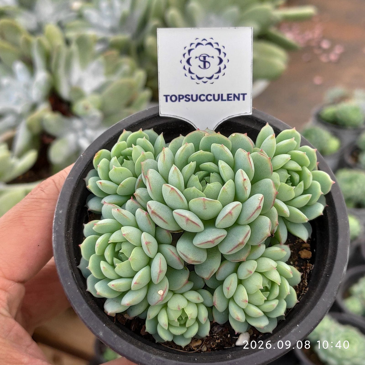 364599 オーストラリア キャプテン ヘイ