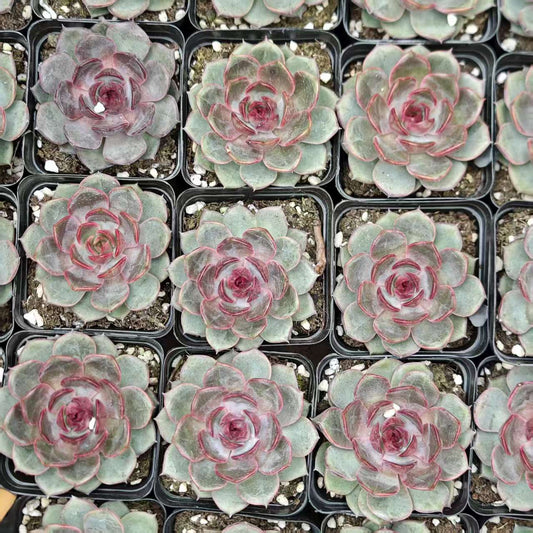 BL1816 ブラック　クィーン　Hyb（6.5cm pot）