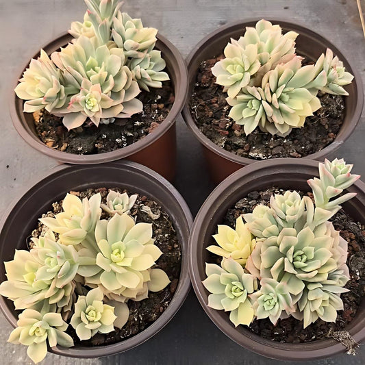 22547 ビクター錦