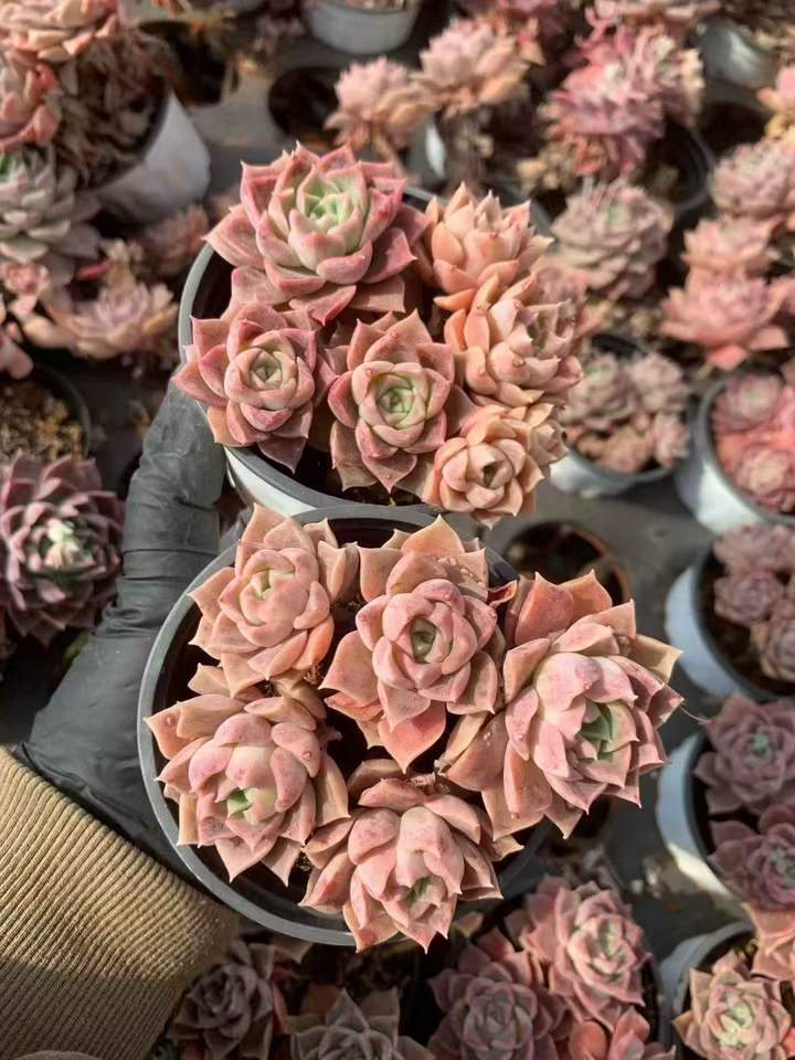 263761 オーシャンハート