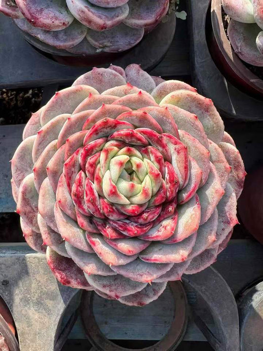 26608 レッドベルベット