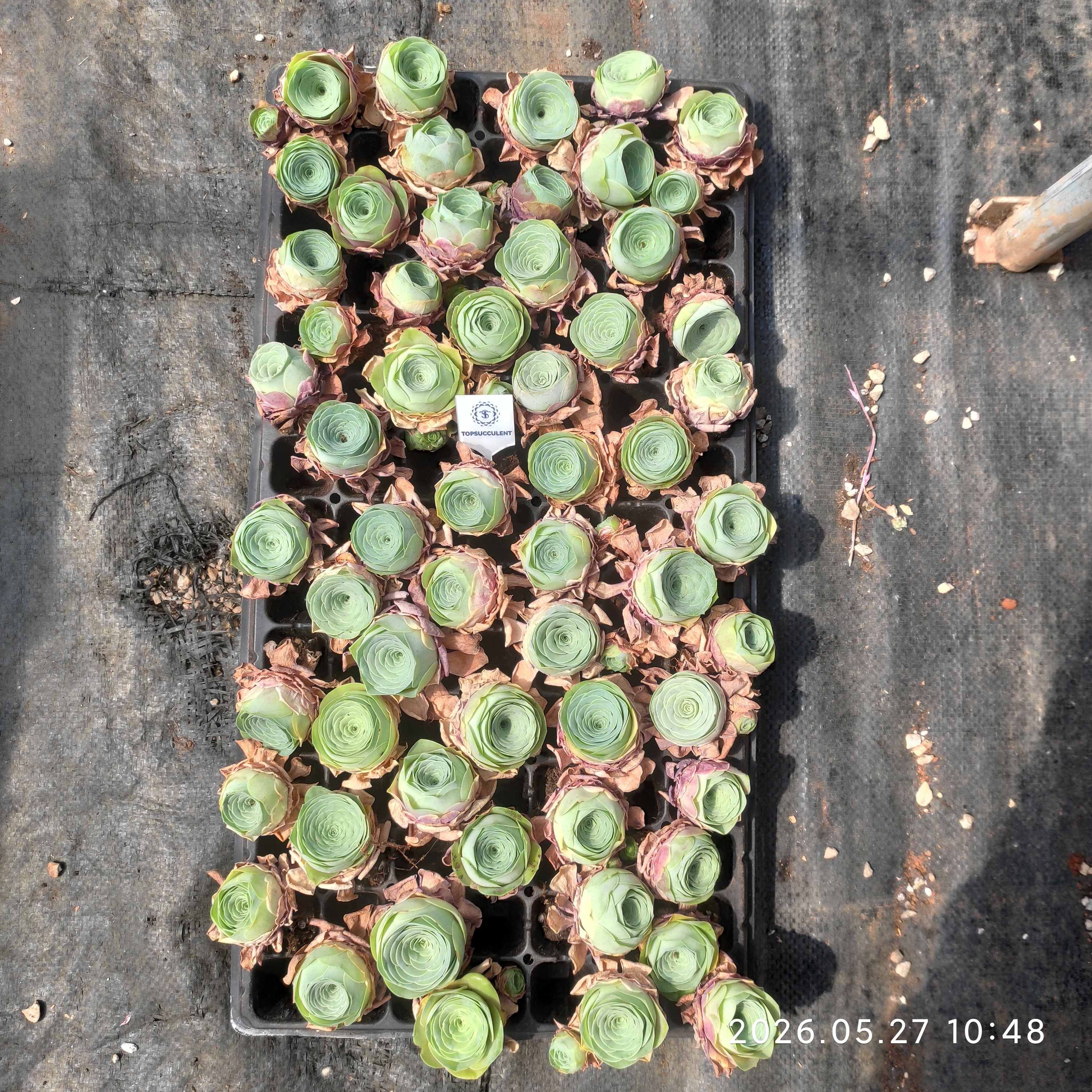アエオニウム 穴トレー苗 – Top Succulent®