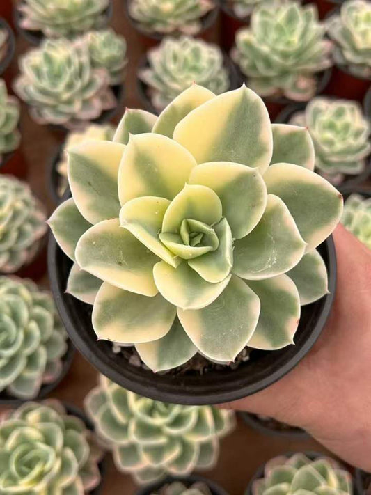 T26403 スター　ターナー錦