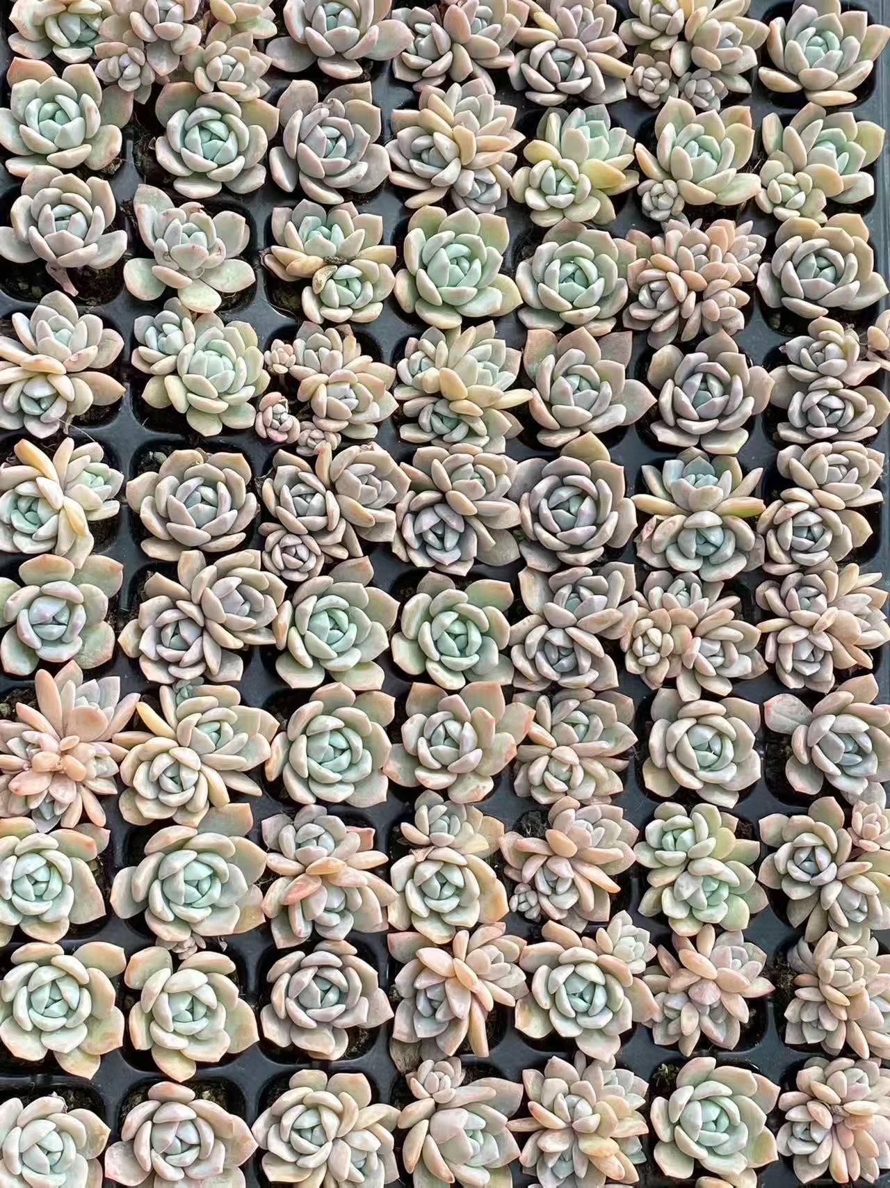 プラグトレー苗 20260917 – Top Succulent®