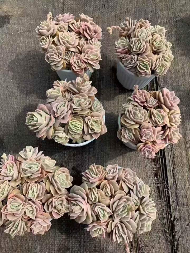 26497 ラブリーローズ