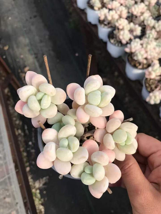 T26463 オベフェルム ジェニーHyb