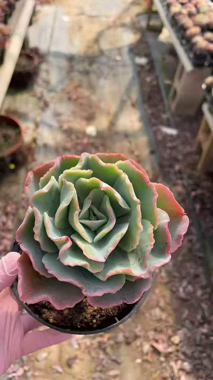 262831 バークレ　ライト