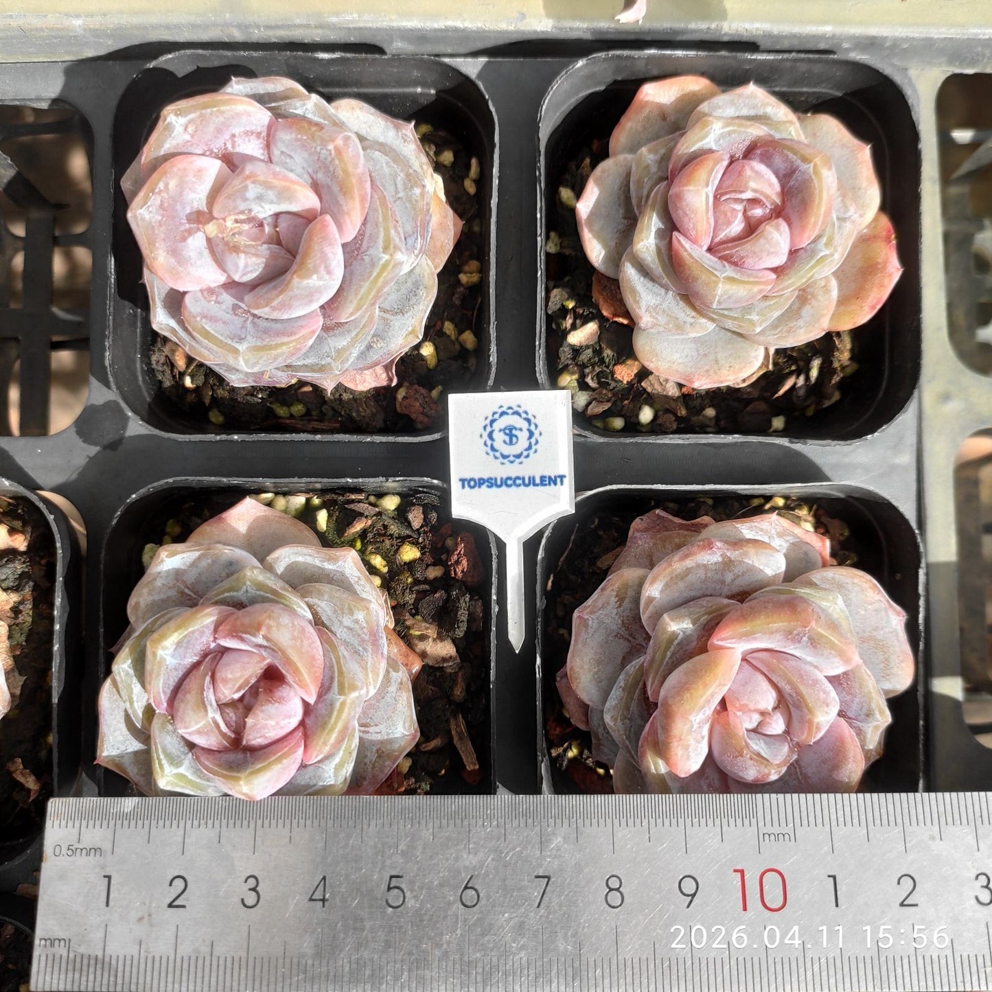 361501 タイニー バーガー ジェニー