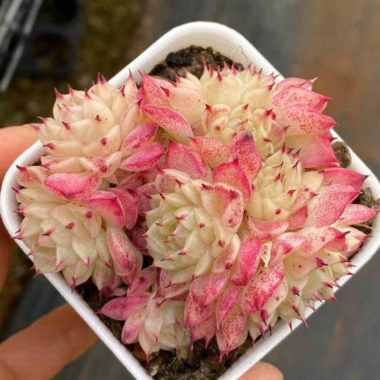 360098 レッドスワン