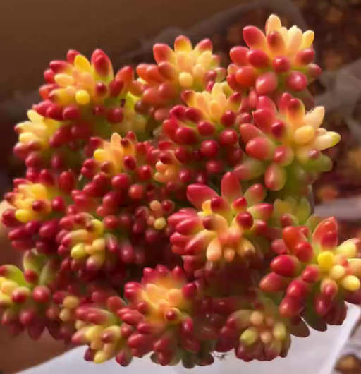 26482 セダム クラウゼン薬錦