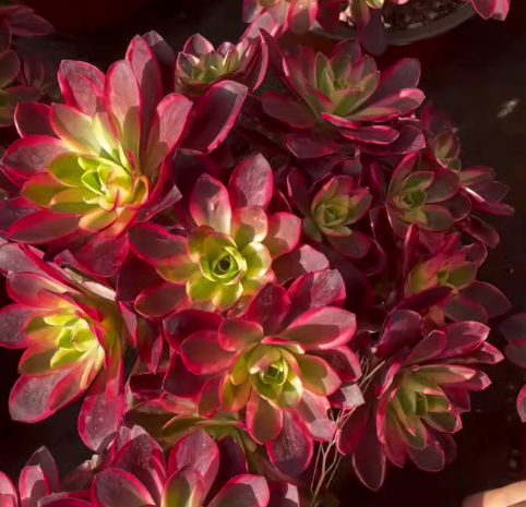 26547 ウィッシュ