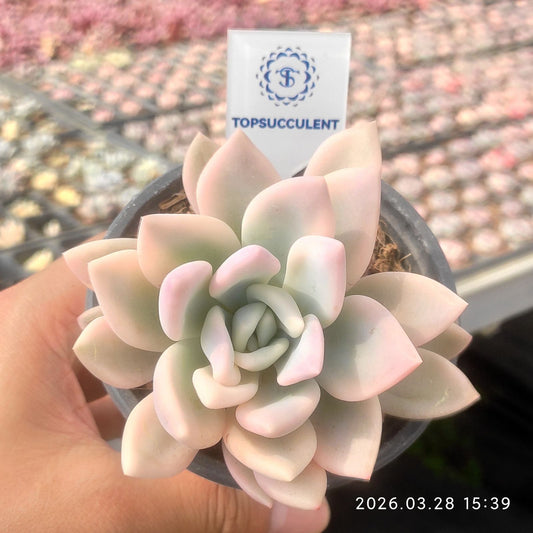 360927 オパリナ錦