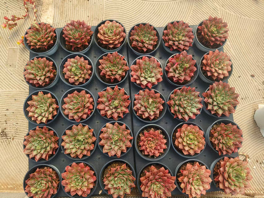 21357 ロンギシマドロップス