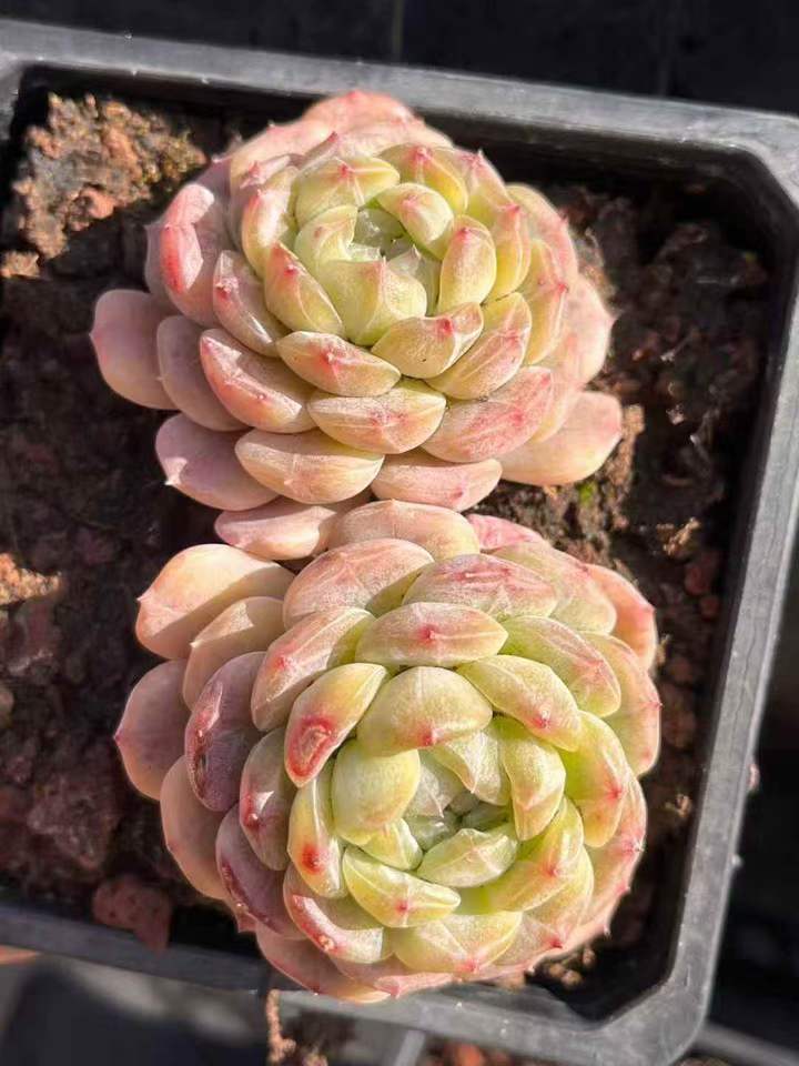 262961 ホワイトラバー