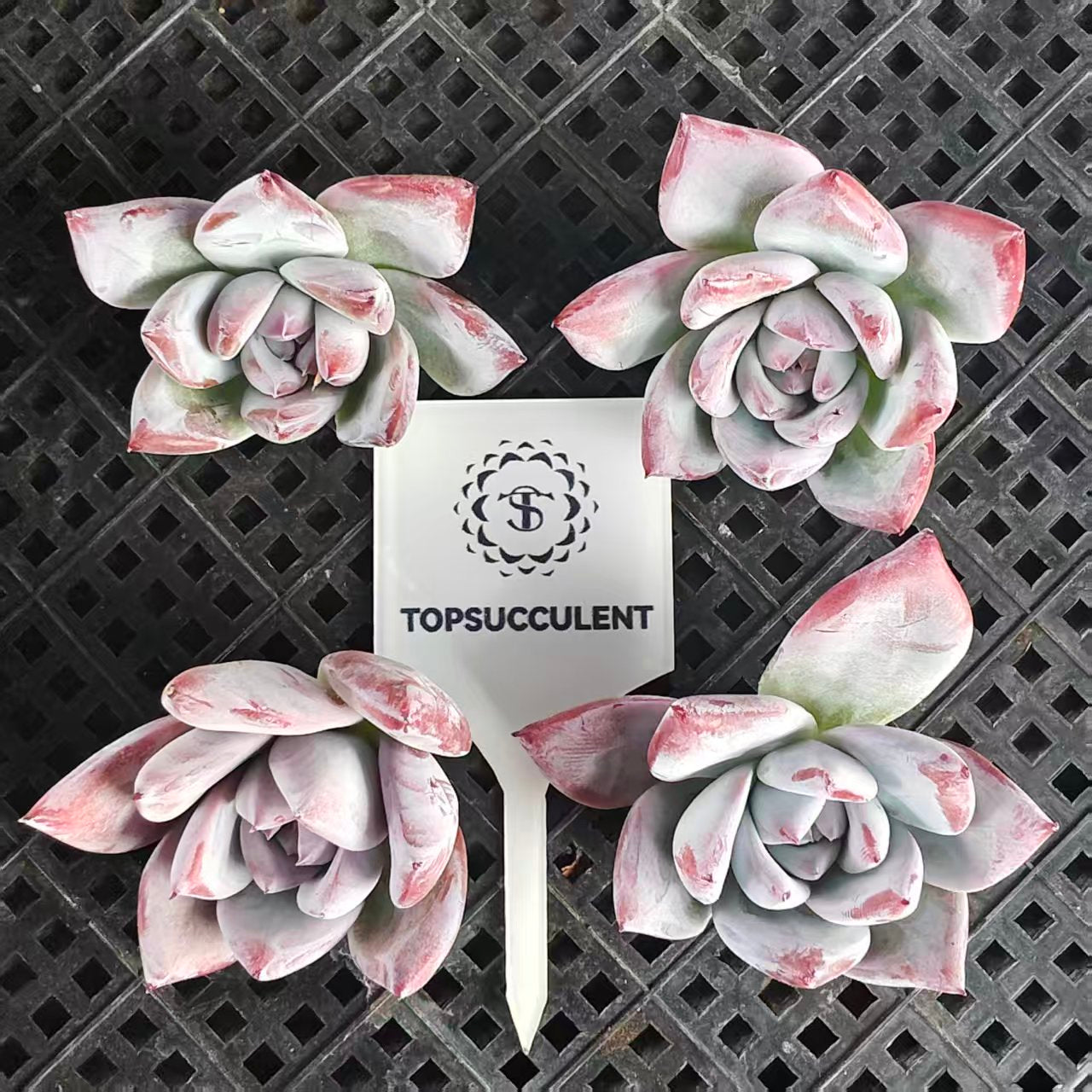 22404 ブラック  サバス  トップカット苗（7cm pot）