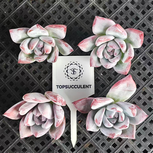 22404 ブラック  サバス  トップカット苗（7cm pot）