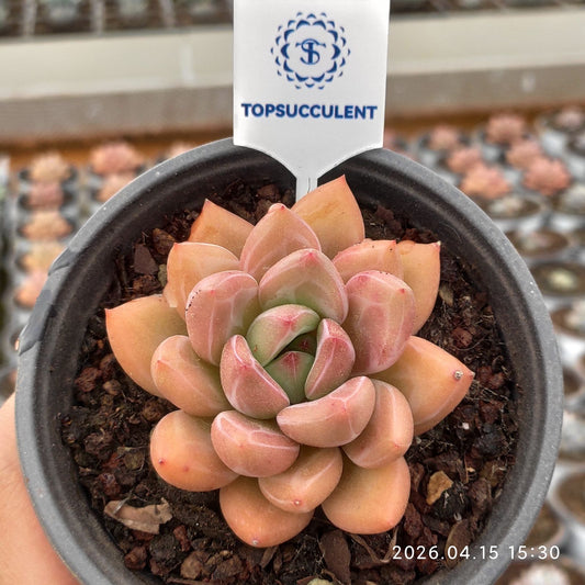 361629 ピーチ ユートピア