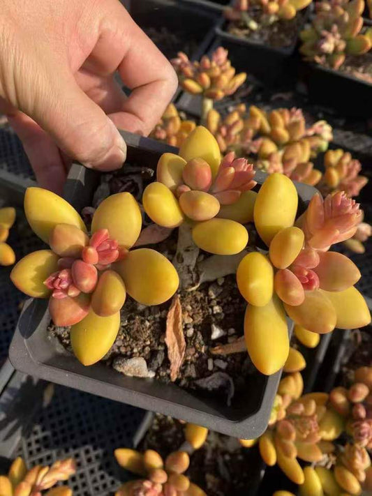 262601 マンゴーミルク