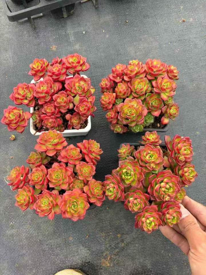 262721 レディジア