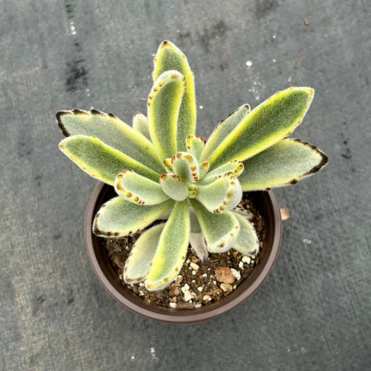 265581 月兎耳錦