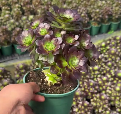 263581 レッドフレイム