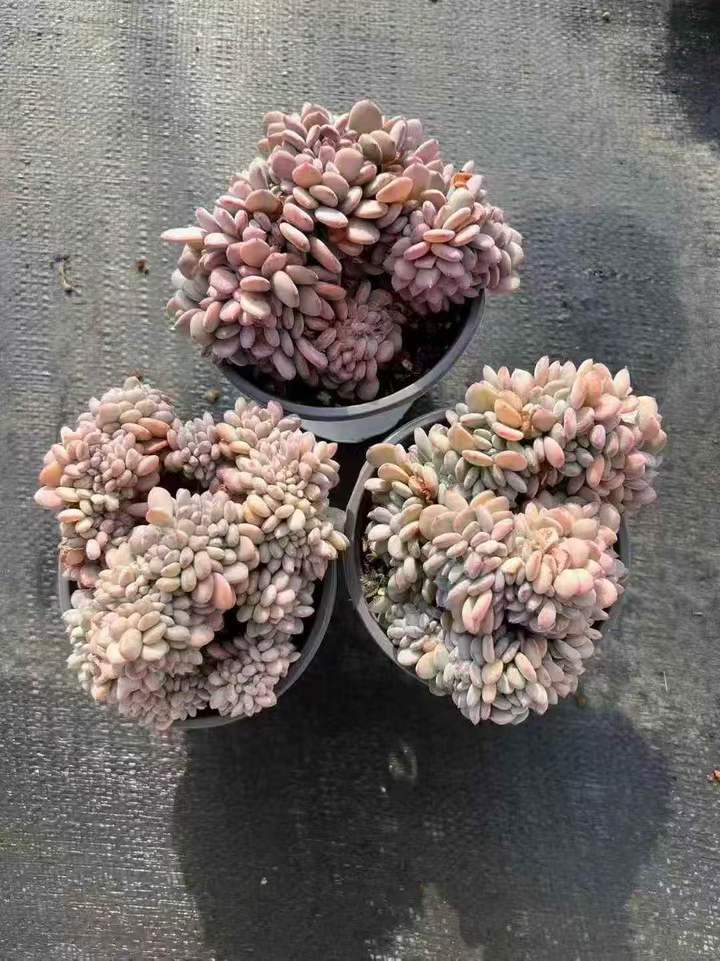 263011 ピンクジェニー綴化