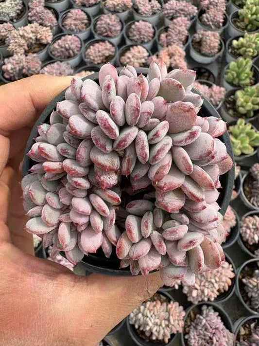 263931 カーニーリャン　クリスターター