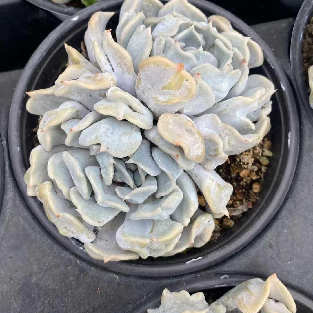 360010 スリリング　パール