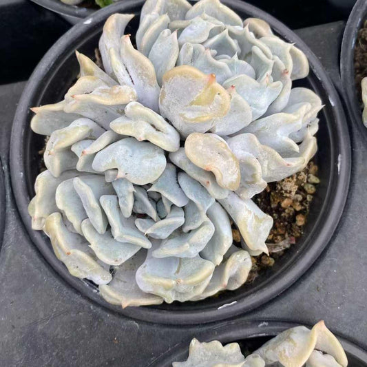 360010 スリリング　パール