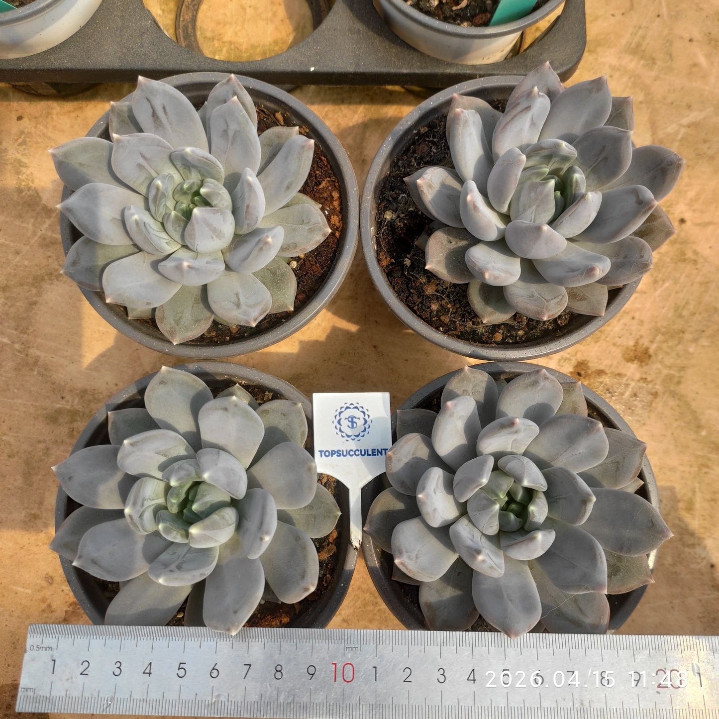 361559 ムーン インビテーション