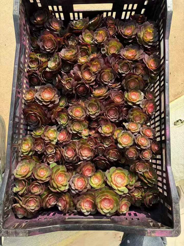 26472 ダークエンバー