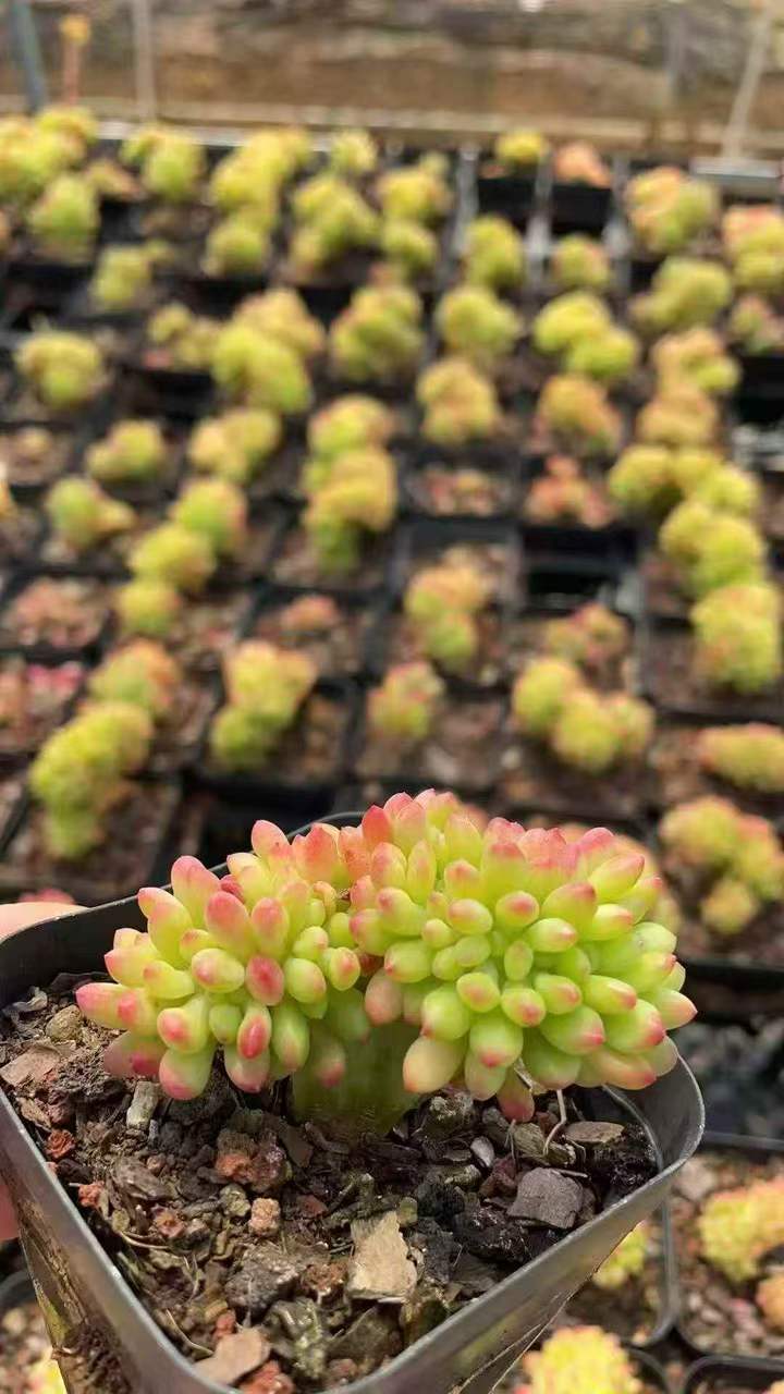 262991 アリス　エブンズ綴化