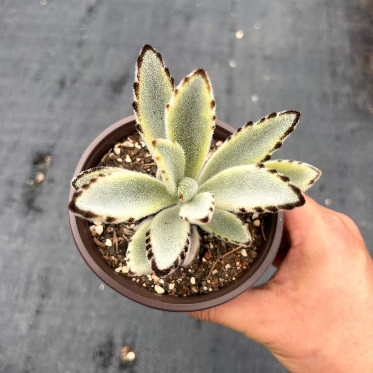 265581 月兎耳錦