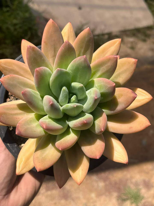 265132 オーシャン ソング