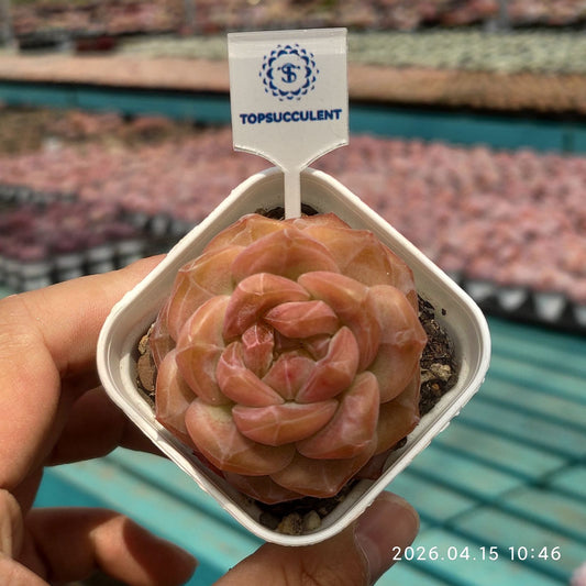 361537 スノーハイビスカス