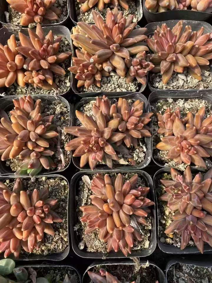 262581 アラカラー