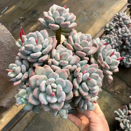 360030 コーヒー ビューティー