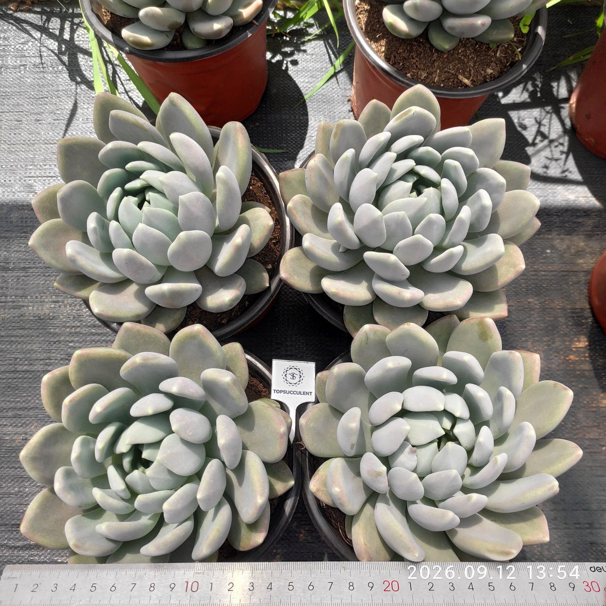 364993 ファット ビューティー