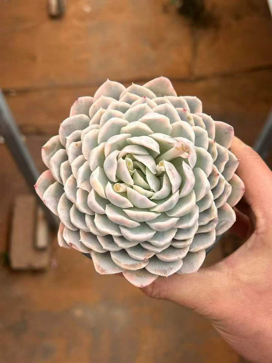 T26433 スノーボール 錦