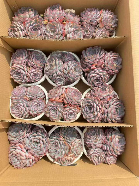 262891 ダークアイス