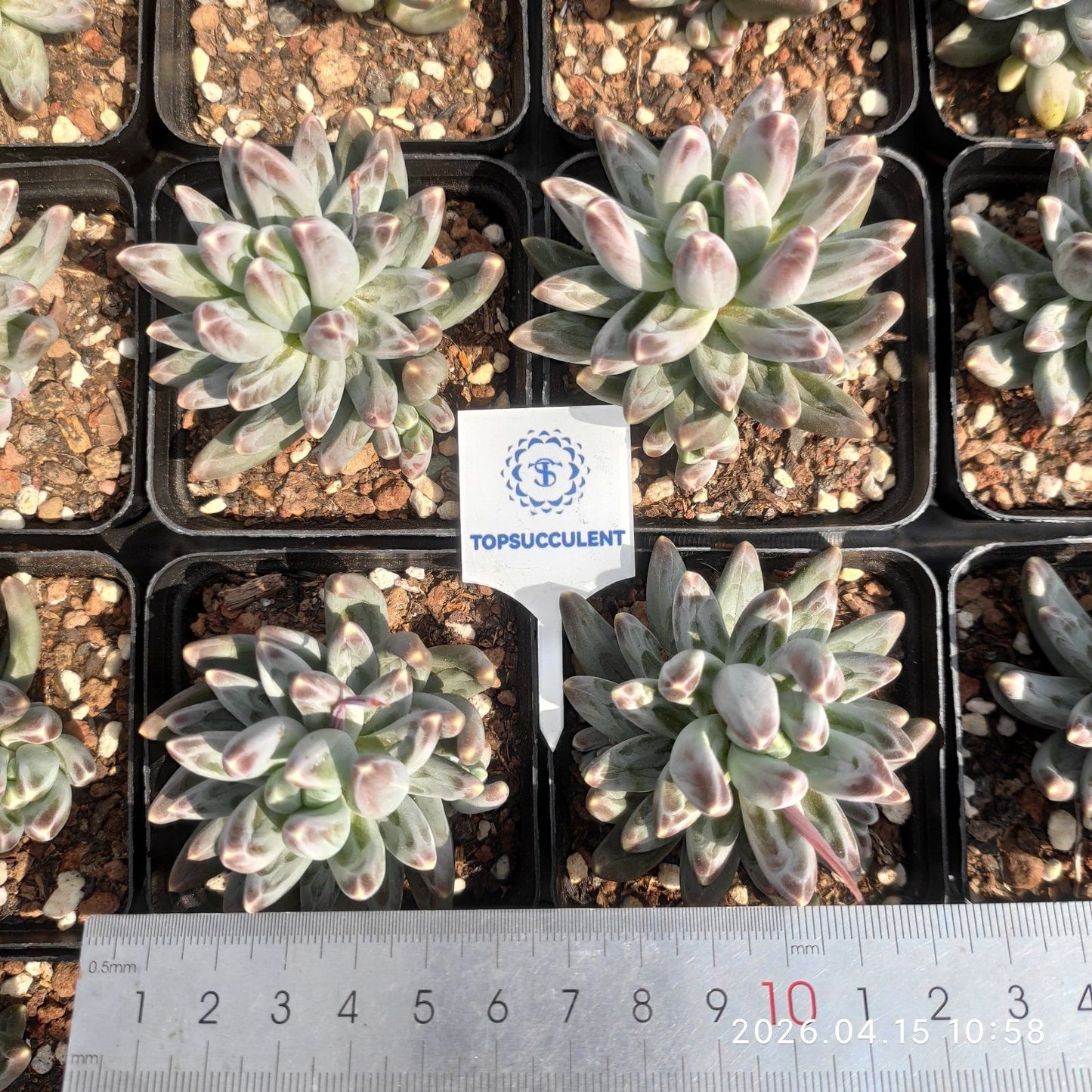 361545 フェニックス x フェザー