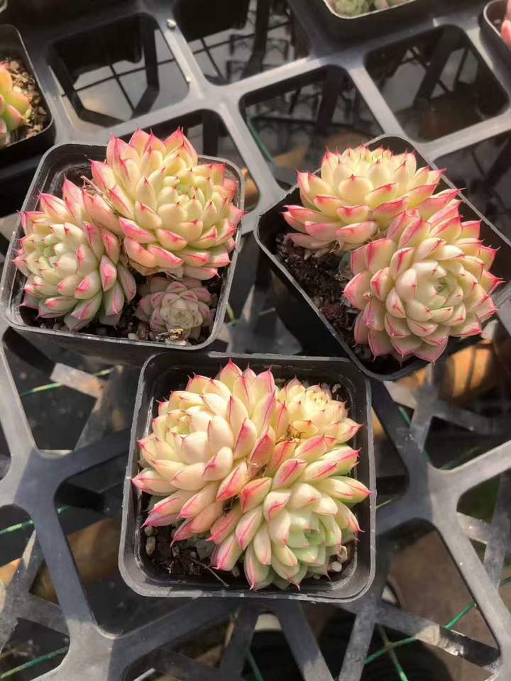 T26422 ライン　クィーン