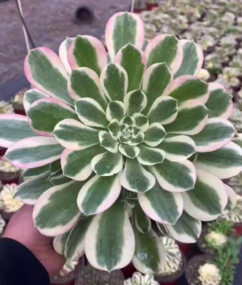 264279 アエオニウム　ホワイトフェニックス