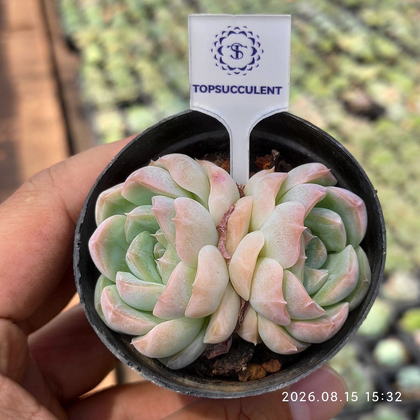 363947 ミルク ボール