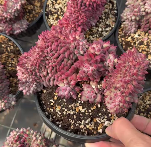 264098 コーンポッピー綴化