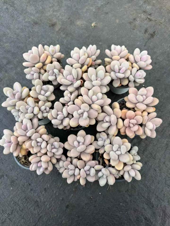 263251 アメジスチヌム